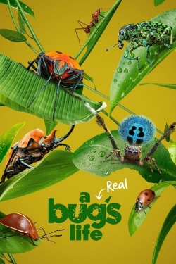 Watch Free A Real Bug's Life Movies HD Online 123Movies